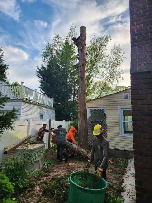 L. A. Tree Service Creative Corp — photo from the business 6
