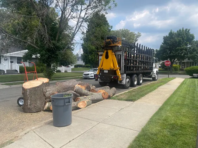 L. A. Tree Service Creative Corp — photo from the business 5