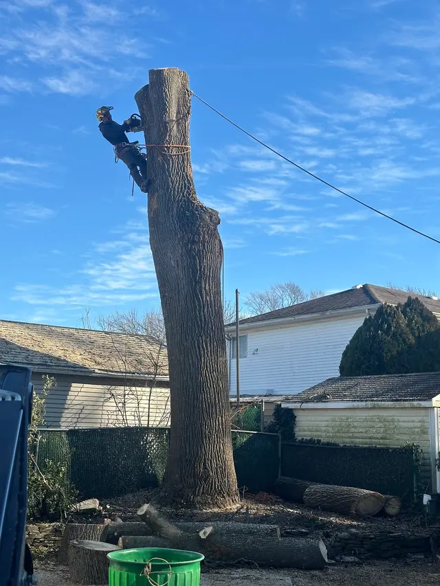 L. A. Tree Service Creative Corp — customer photo 4