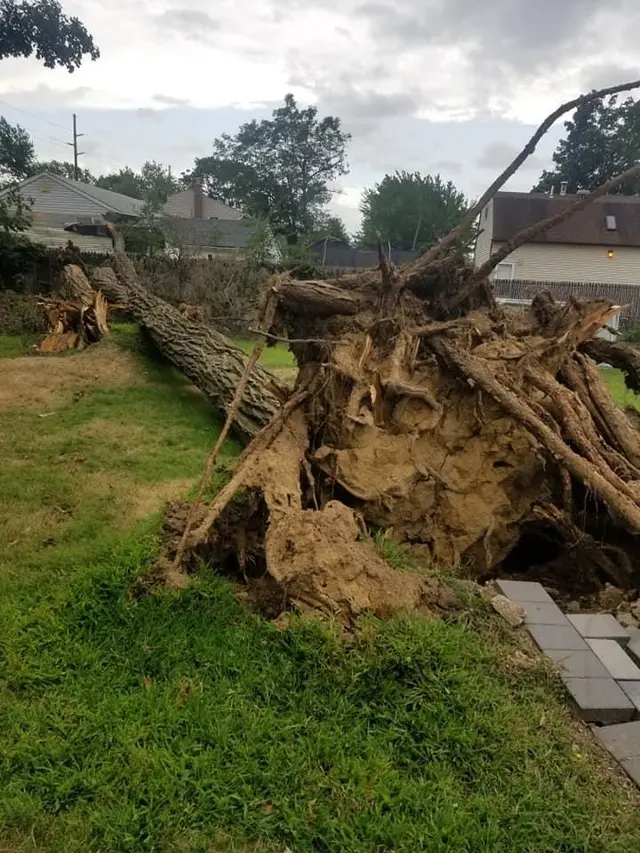 L. A. Tree Service Creative Corp — photo from the business 11
