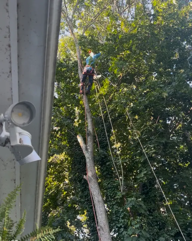 L. A. Tree Service Creative Corp — customer photo 12