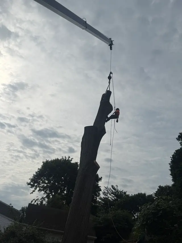 Troy's Tree Service inc. — customer photo 11