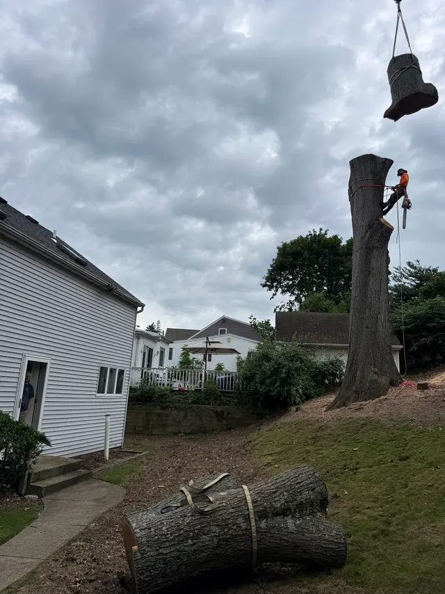 Troy's Tree Service inc. — photo from the business 12