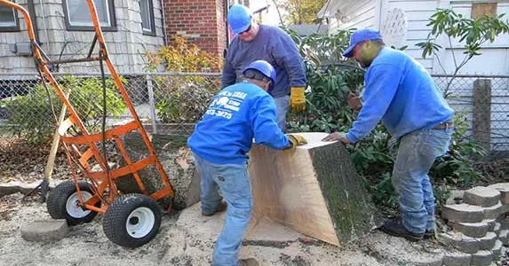 JRs Tree Service — photo from the business 11
