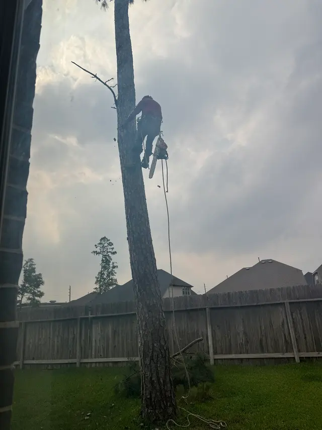 JRs Tree Service — customer photo 2