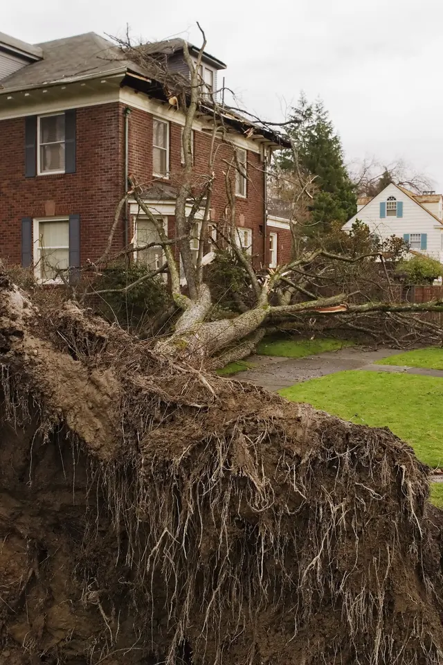 JRs Tree Service — photo from the business 12
