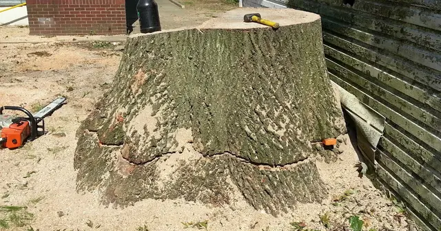 JRs Tree Service — photo from the business 5