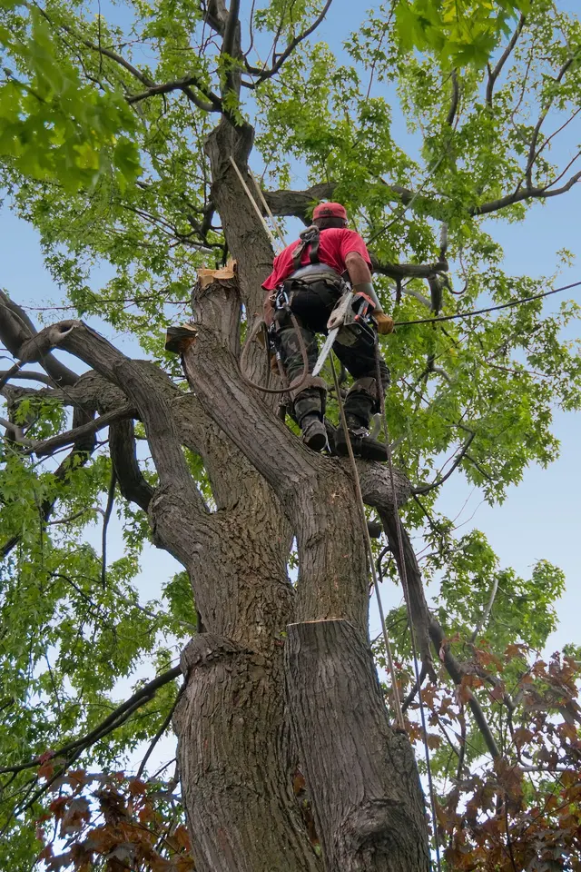 JRs Tree Service — photo from the business 6