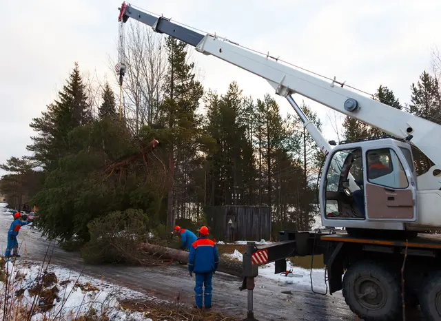 JRs Tree Service — photo from the business 7