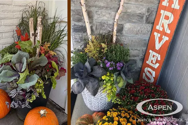 Aspen Lawn & Pest Control — photo from the business 9