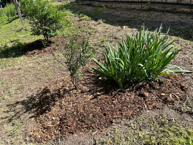 Wellnitz Tree Care — customer photo 7