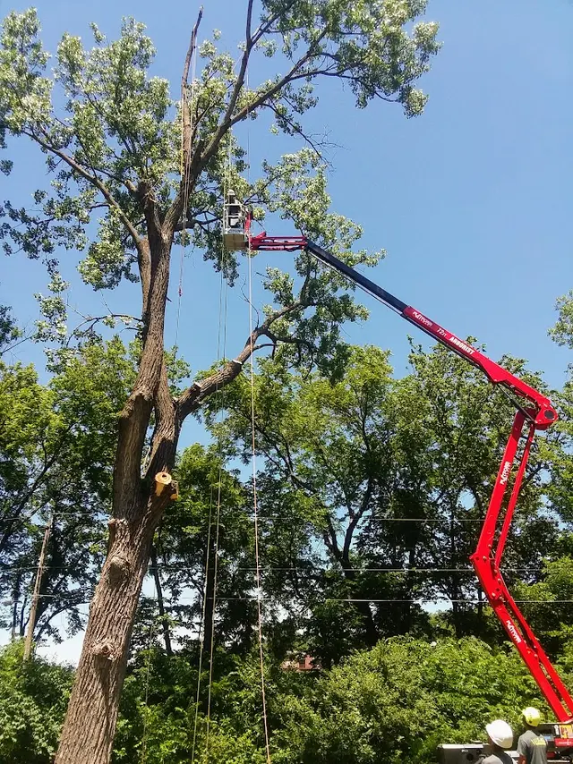 Wellnitz Tree Care — photo from the business 2