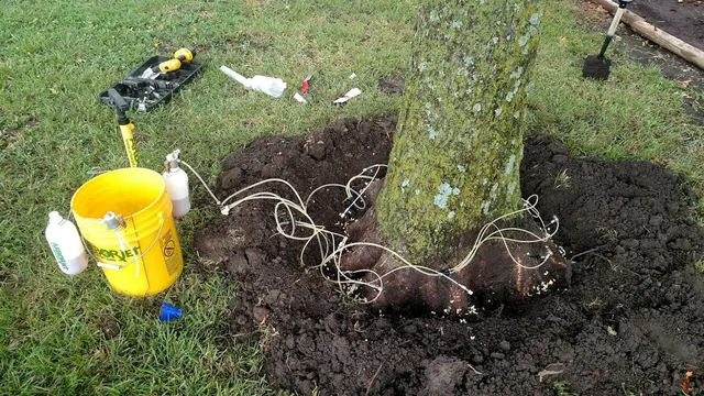 Wellnitz Tree Care — photo from the business 1