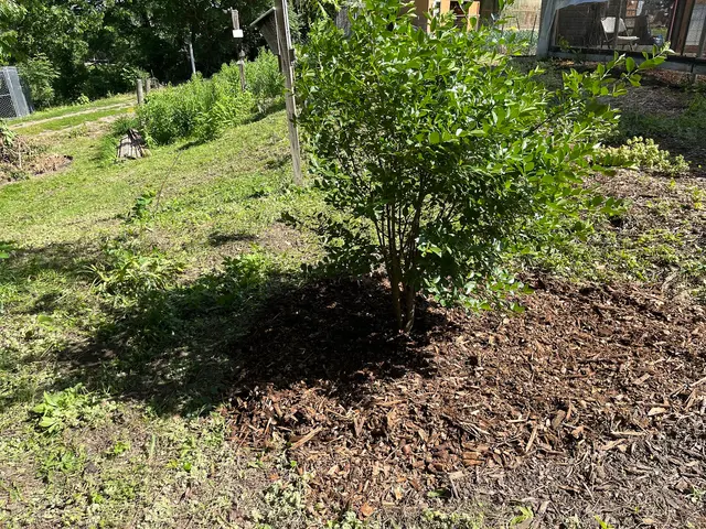 Wellnitz Tree Care — customer photo 4