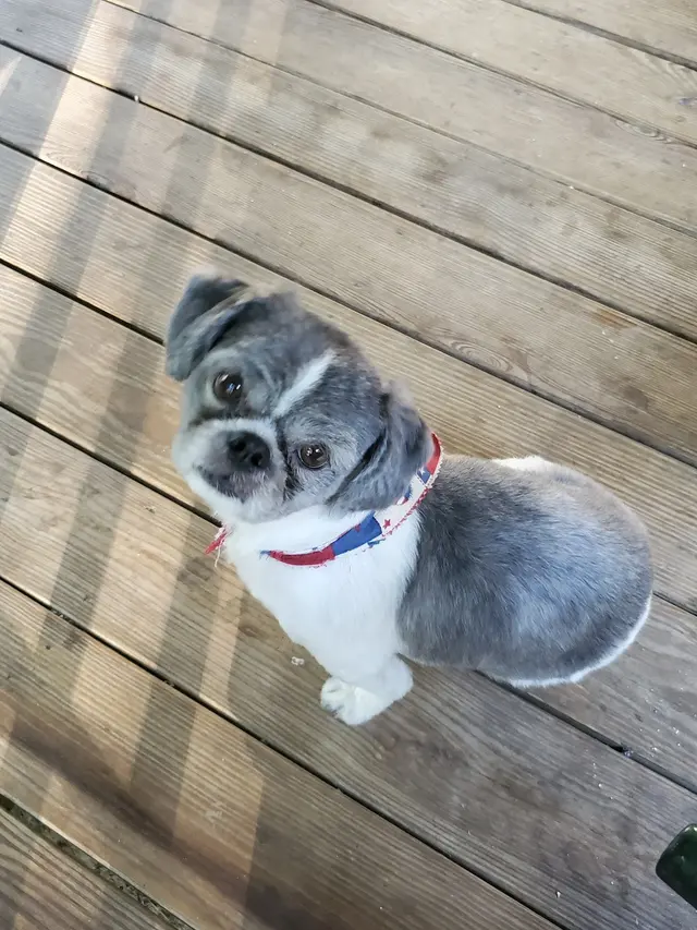 Rosie’s Pet Resort — customer photo 1