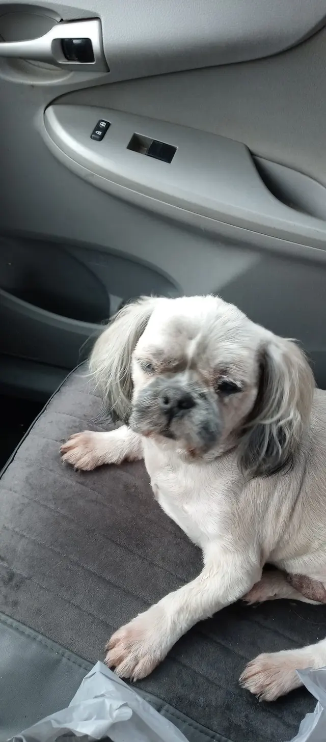 Rosie’s Pet Resort — customer photo 2