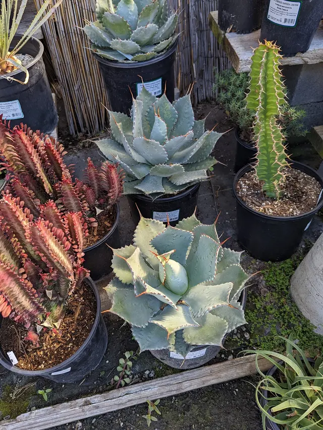San Lorenzo Garden Center — customer photo 4