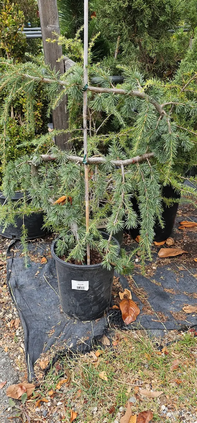 Customer photo of work by San Lorenzo Garden Center, from Tammy's review
