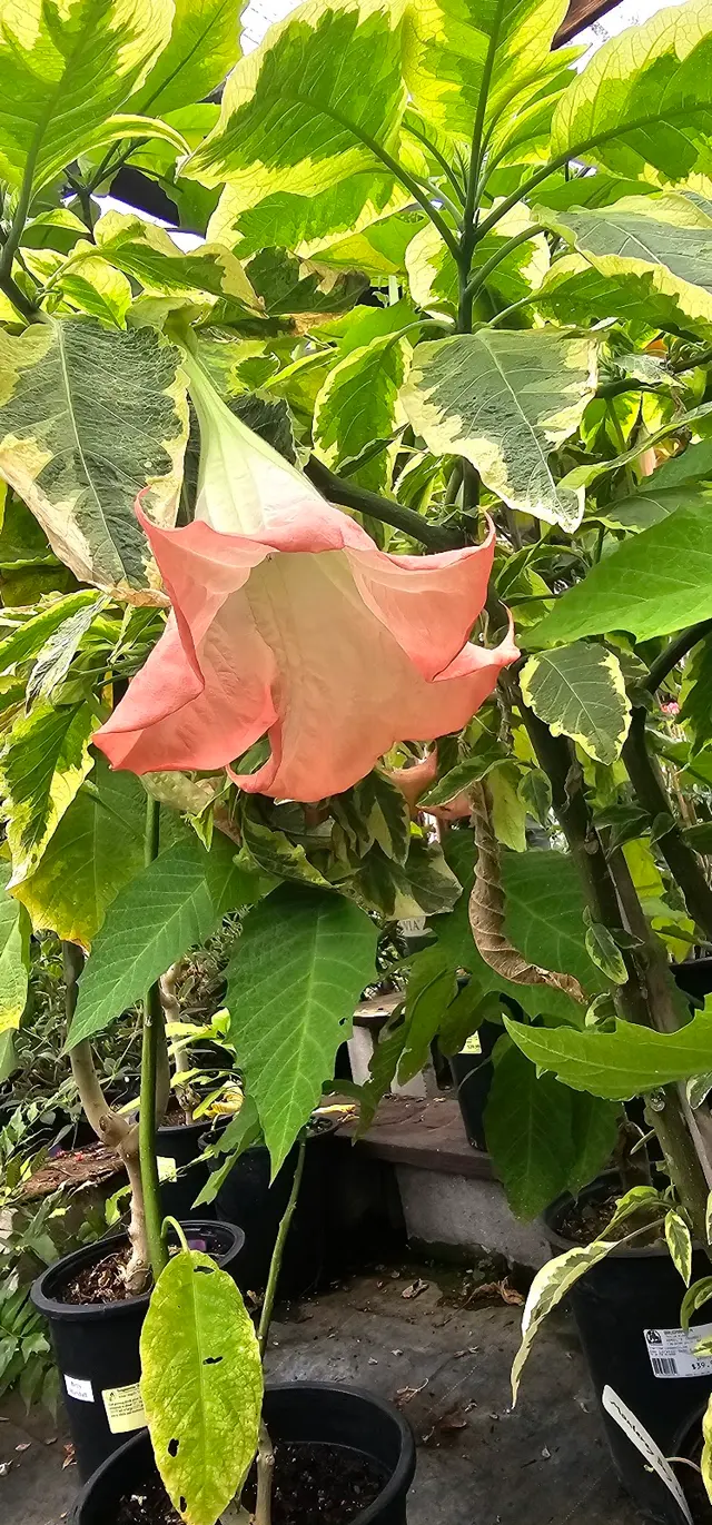 San Lorenzo Garden Center — customer photo 8