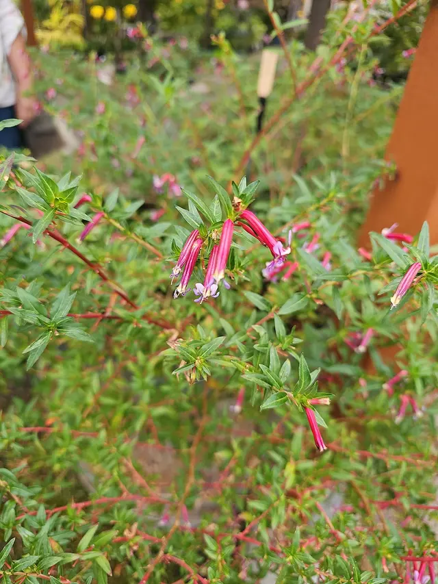 San Lorenzo Garden Center — customer photo 11