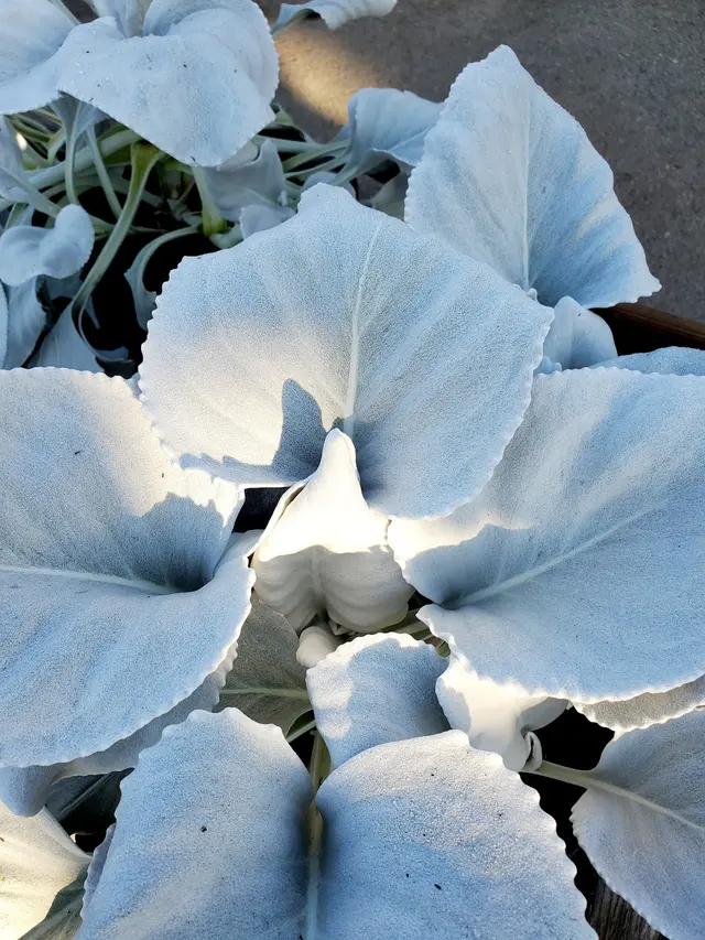San Lorenzo Garden Center — customer photo 7
