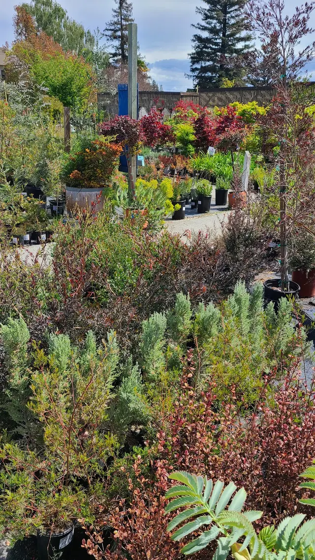 San Lorenzo Garden Center — customer photo 6