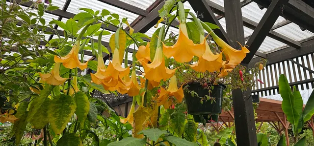 San Lorenzo Garden Center — customer photo 3