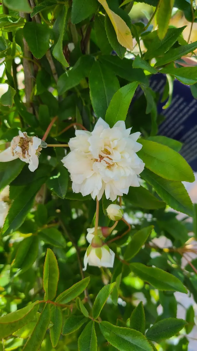 San Lorenzo Garden Center — customer photo 12