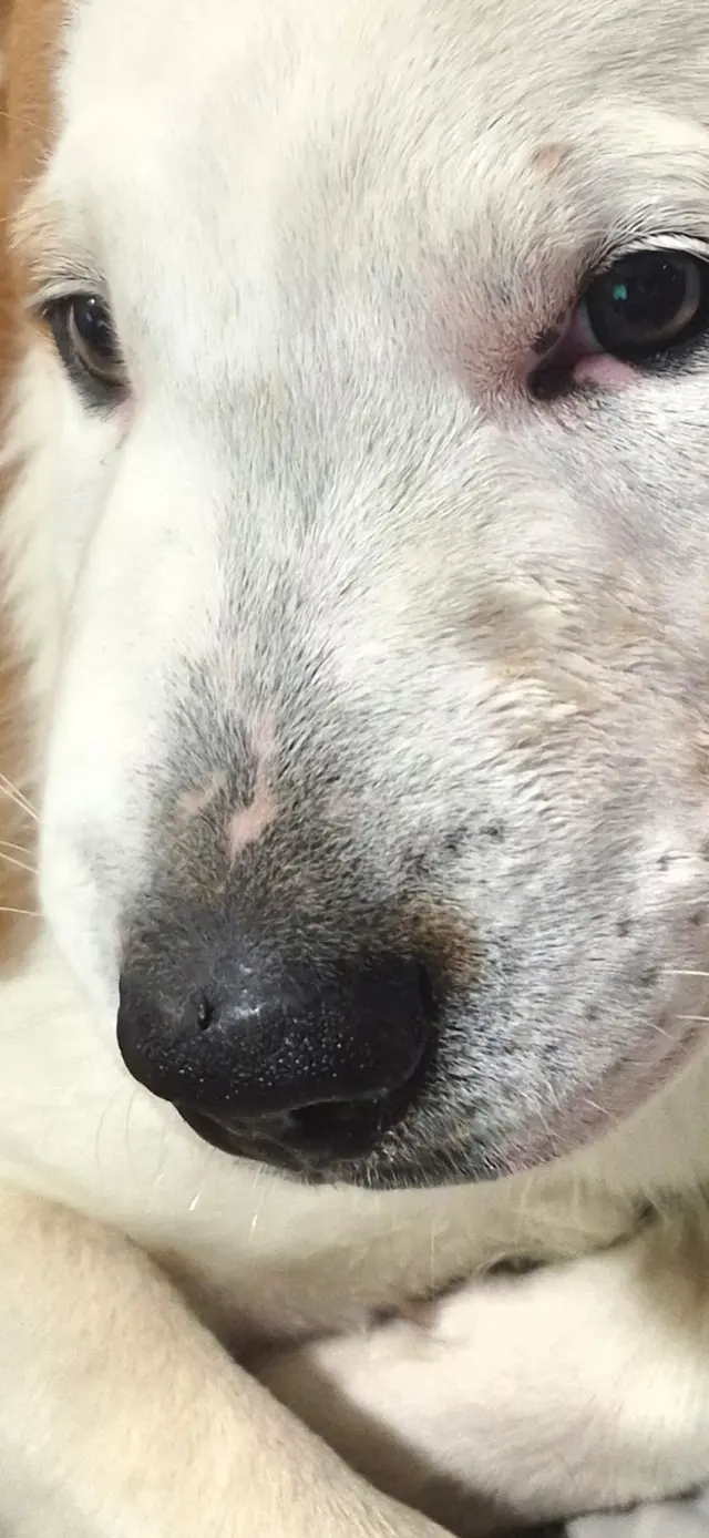 Customer photo of work by Grand Prairie Veterinary Services, from Johnny Foster's review