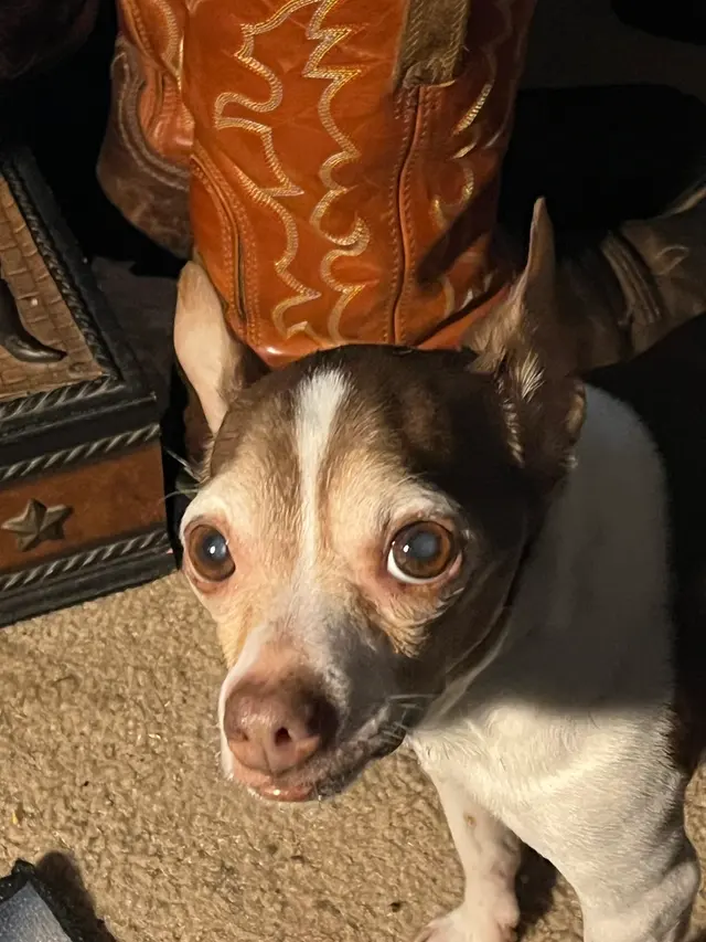 Grand Prairie Veterinary Services — customer photo 8