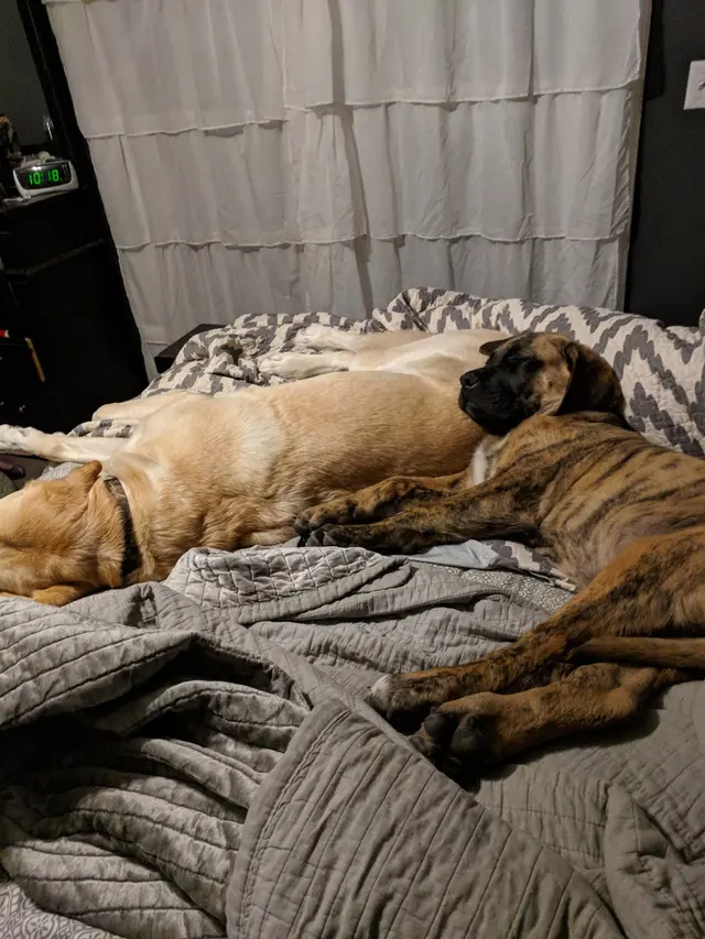Grand Prairie Veterinary Services — customer photo 11