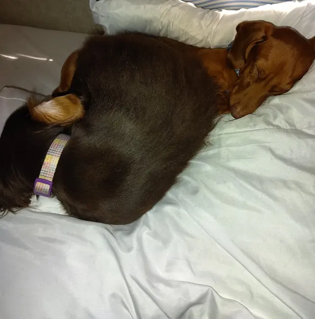 Customer photo of work by Grand Prairie Veterinary Services, from Jessica Nicholas's review