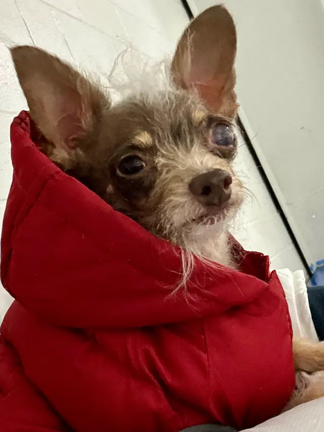 Eye Care for Animals - Lee's Summit — customer photo 8