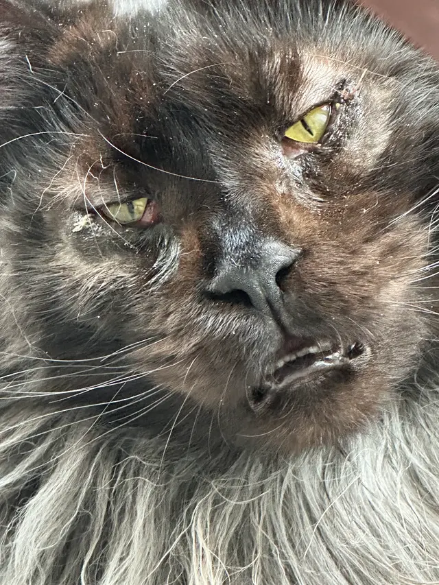 Eye Care for Animals - Lee's Summit — customer photo 9