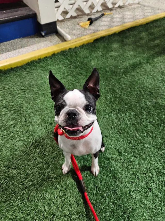 Eye Care for Animals - Lee's Summit — customer photo 3