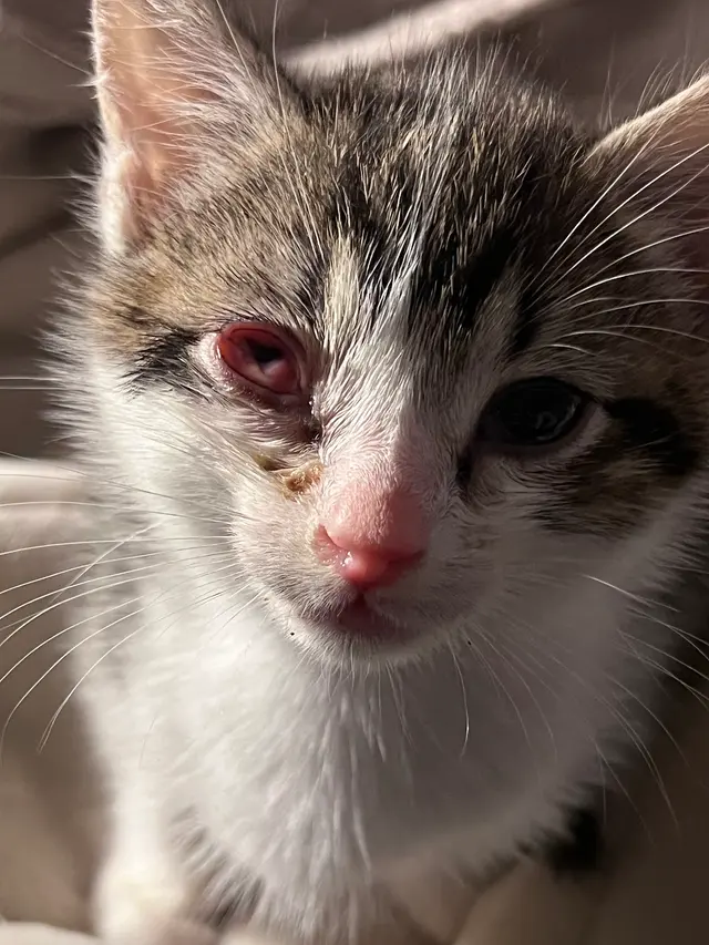 Eye Care for Animals - Lee's Summit — customer photo 4