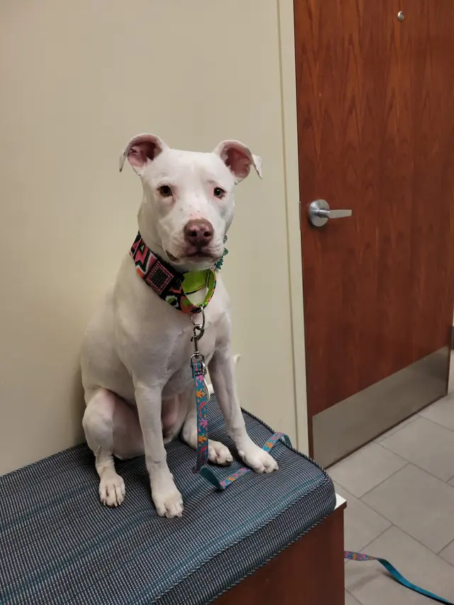 Eye Care for Animals - Lee's Summit — customer photo 2