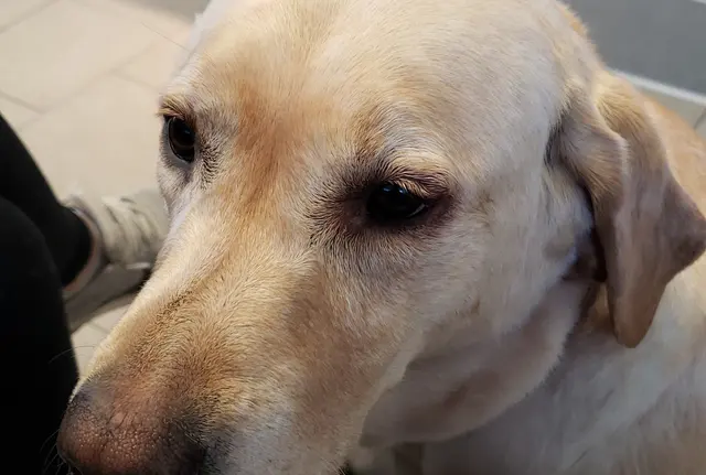 Eye Care for Animals - Lee's Summit — customer photo 10