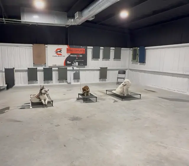 Carlisle K9 Dog Training — photo from the business 1