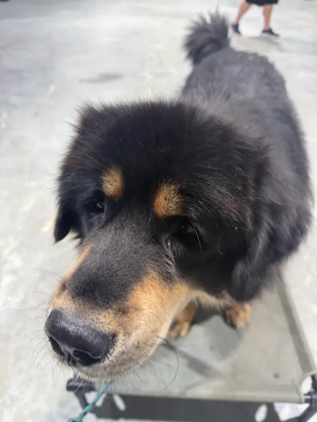 Carlisle K9 Dog Training — photo from the business 7