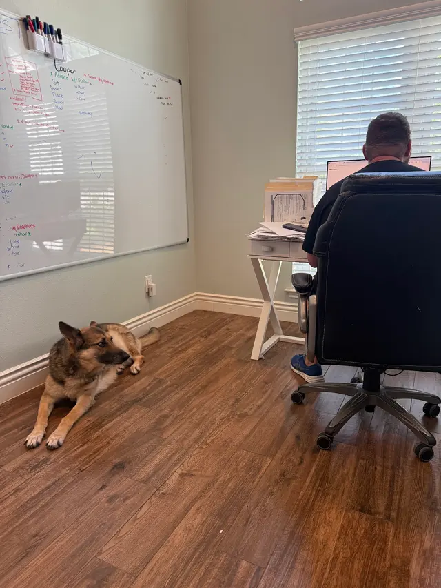 Carlisle K9 Dog Training — photo from the business 12
