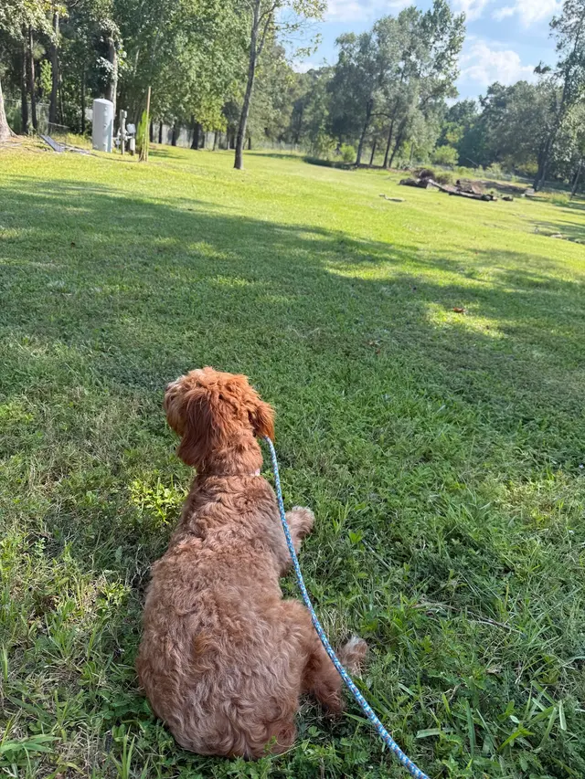 Carlisle K9 Dog Training — photo from the business 11