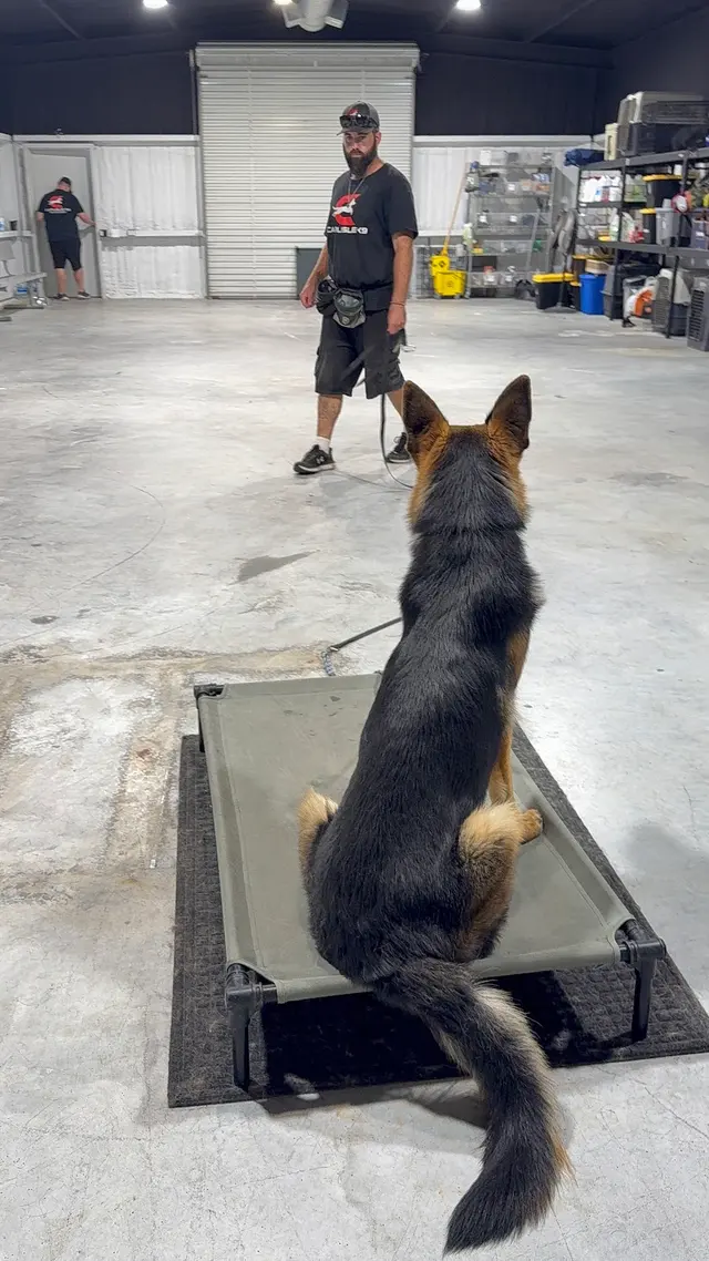 Carlisle K9 Dog Training — photo from the business 5