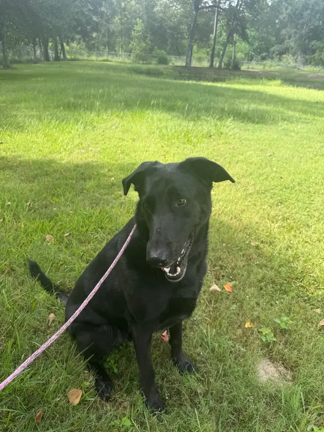 Carlisle K9 Dog Training — photo from the business 3