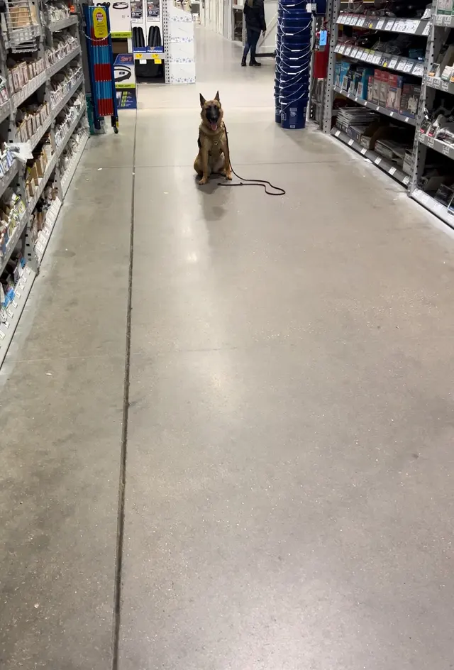 Carlisle K9 Dog Training — photo from the business 8