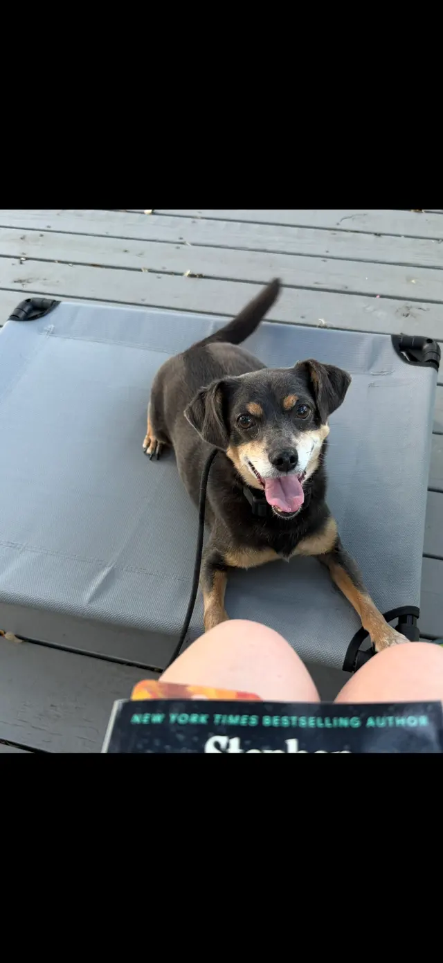 Customer photo of work by Triumph K9, from Madeline Marques's review