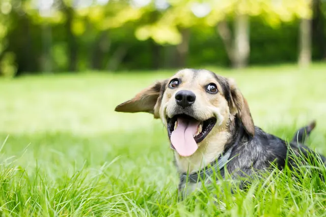 Suburban K9 Dog Training — photo from the business 2