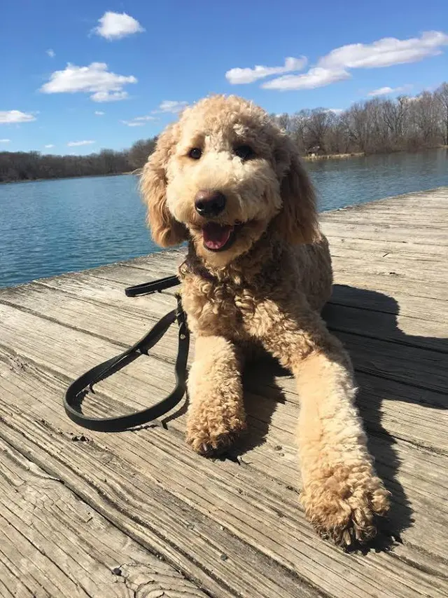 Suburban K9 Dog Training — photo from the business 3