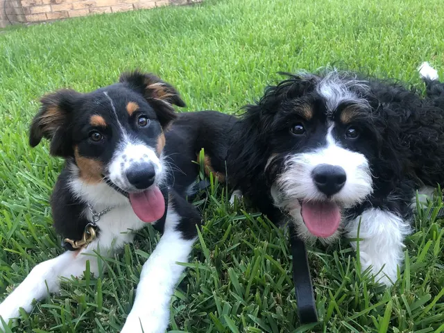 Suburban K9 Dog Training — photo from the business 1