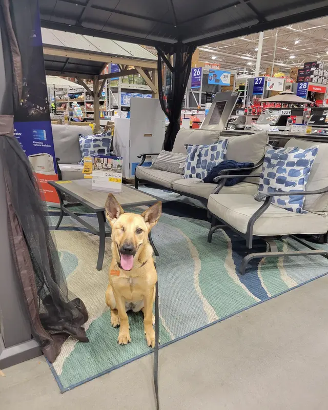 Suburban K9 Dog Training — photo from the business 6